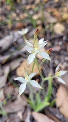 Caladenia marginata