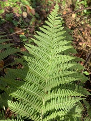 Athyrium angustum