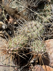 Opuntia × debreczyi