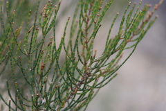 Allocasuarina muelleriana