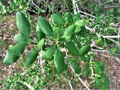 Forestiera pubescens