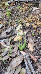 Caladenia marginata