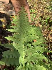 Athyrium angustum