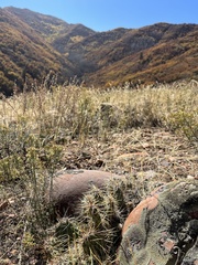 Opuntia × debreczyi