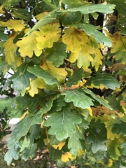 Quercus robur