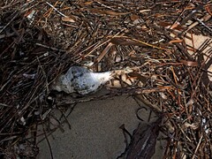 Australaria australasia