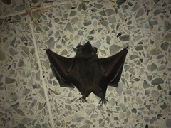 Artibeus jamaicensis