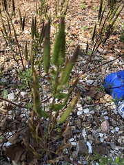 Polanisia dodecandra