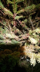 Arceuthobium pusillum