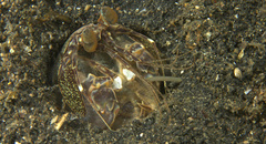 Lysiosquillina maculata