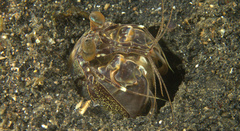 Lysiosquillina maculata