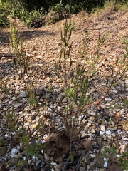 Polanisia dodecandra