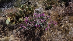 Mirabilis multiflora pubescens