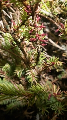 Arceuthobium pusillum