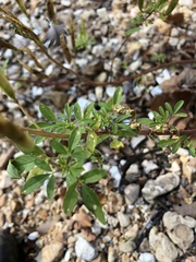 Polanisia dodecandra