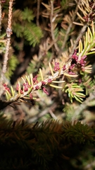 Arceuthobium pusillum