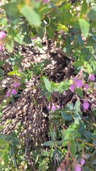 Boronia