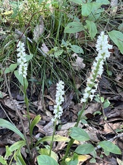 Spiranthes odorata