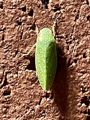 Rugosana querci