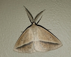 Lychnosea intermicata