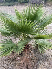Washingtonia