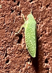 Rugosana querci