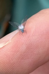 Prociphilus tessellatus