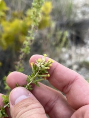 Brickellia laciniata