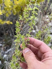 Brickellia laciniata