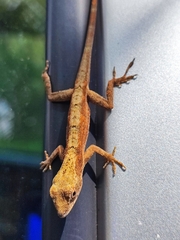 Anolis sericeus