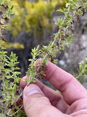 Brickellia laciniata