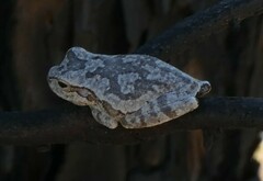 Hyla femoralis