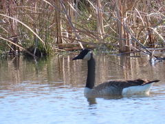Branta canadensis maxima