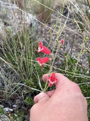 Penstemon baccharifolius