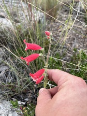 Penstemon baccharifolius
