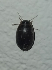 Thermonectus