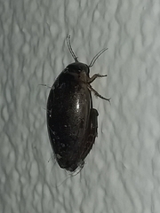 Thermonectus