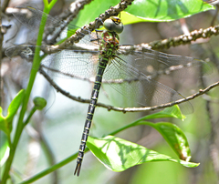 Coryphaeschna ingens
