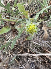 Berlandiera lyrata