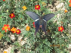 Papilio macilentus