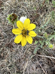 Berlandiera lyrata