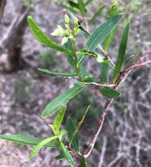 Billardiera cymosa