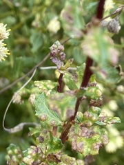 Aceria baccharipha