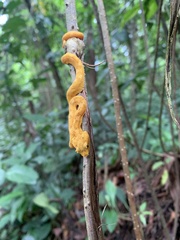 Bothriechis schlegelii