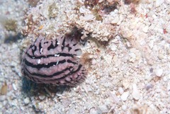 Phyllidiopsis gemmata