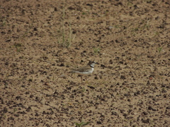 Charadrius collaris