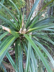 Freycinetia banksii