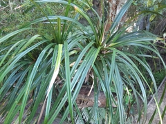 Freycinetia banksii