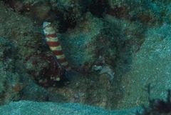 Amblyeleotris wheeleri