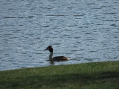 Podiceps cristatus australis